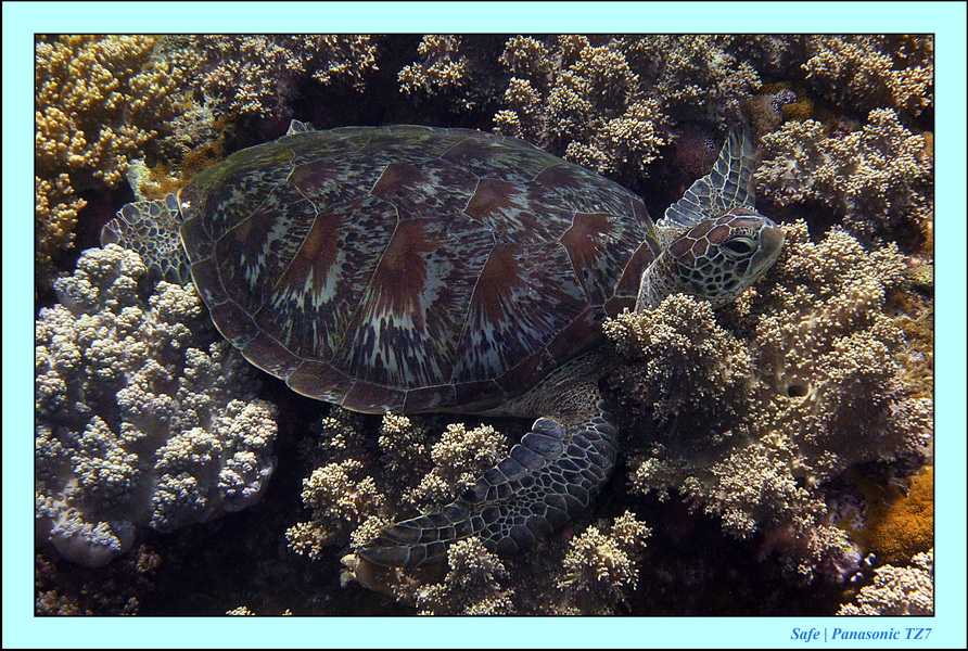 2012 - 07 - Apoh Island 84